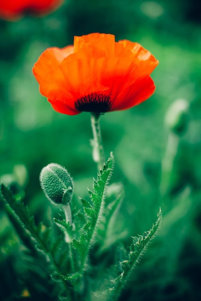 poppy pods for sale