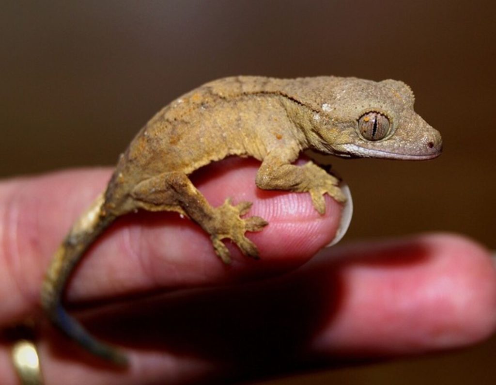 Geckos for sale
