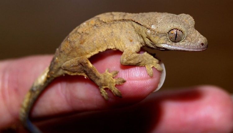 Geckos for sale