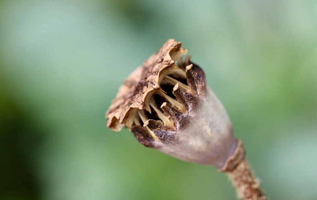 dried poppy pods usa