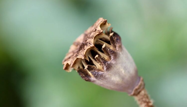 dried poppy pods usa
